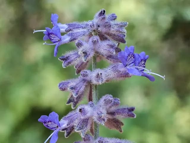 Perovskia atriplicifolia (Sauge de Russie)