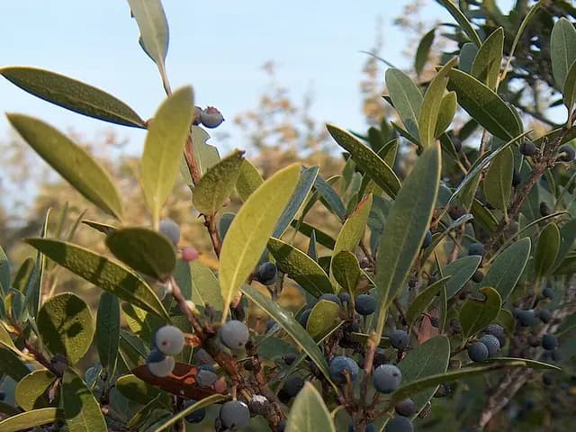 Phillyrea angustifolia (Filaire à feuilles étroites)