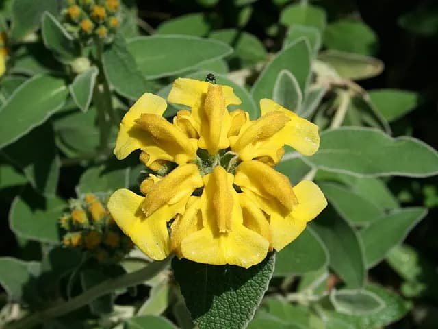 Phlomis fruticosa (Sauge de Jérusalem)