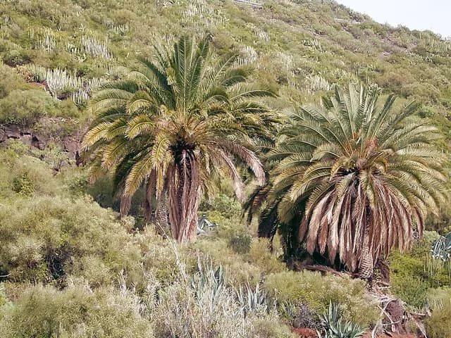 Phoenix canariensis (Palmier des Canaries)