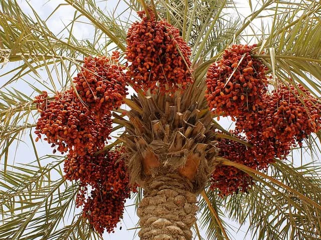 Phoenix dactylifera (Palmier dattier)
