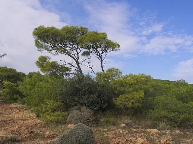 Pinus halepensis (Pin d'Alep)