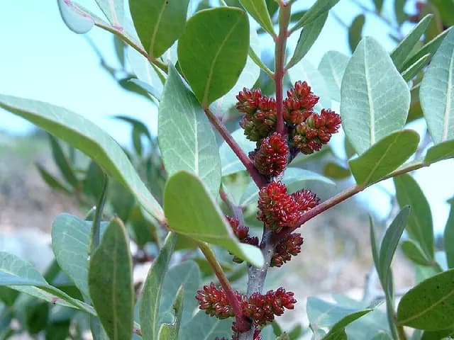 Pistacia lentiscus (Lentisque)