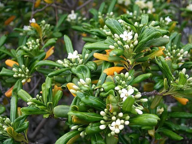 Pittosporum tobira (Pittospore du Japon)