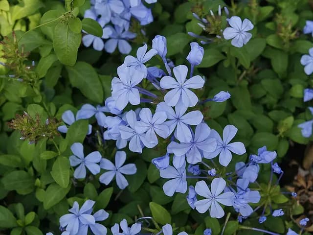 Plumbago auriculata (Plumbago)