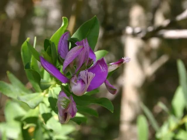 Polygala myrtifolia (Polygala)