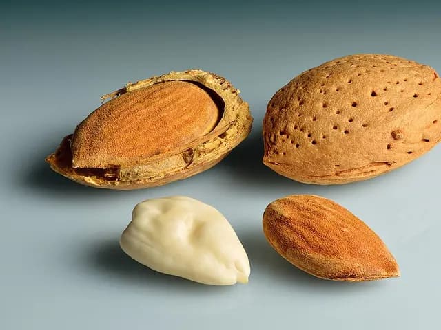 Prunus dulcis (Amandier)
