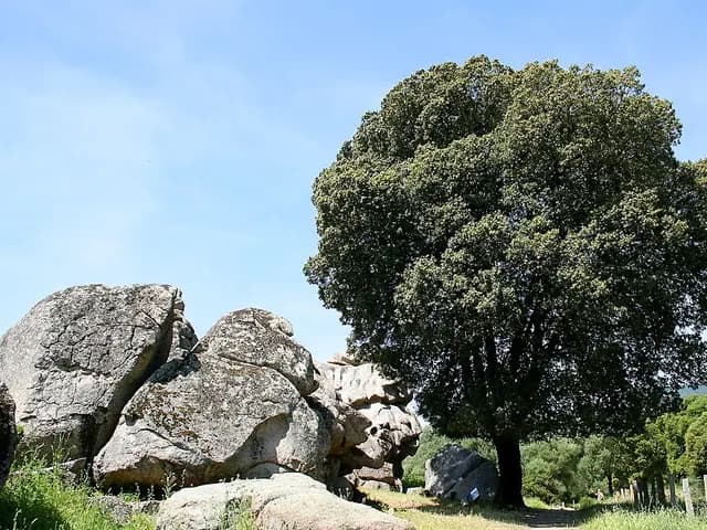 Quercus ilex (Chêne vert)