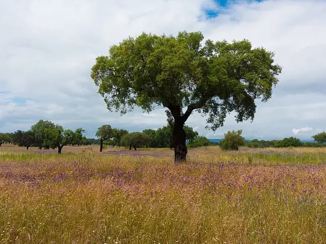 Quercus suber (Chêne-liège)