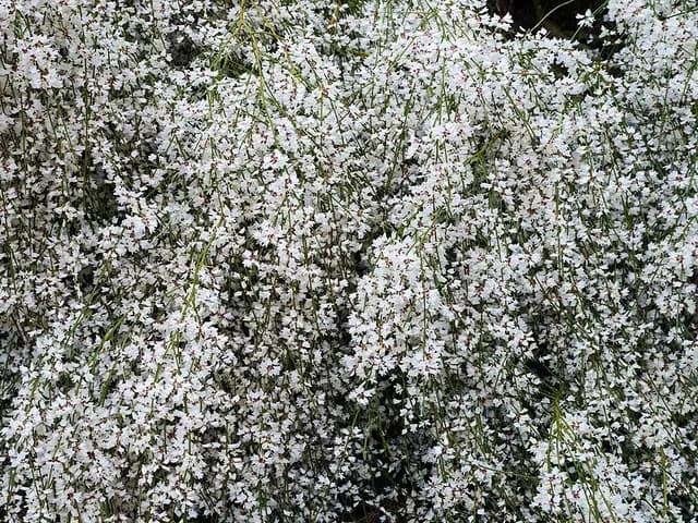 Retama monosperma (Retam)