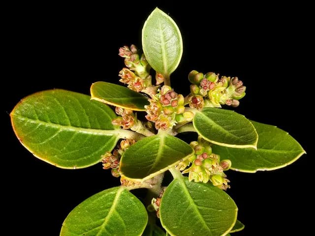 Rhamnus alaternus (Nerprun alaterne)