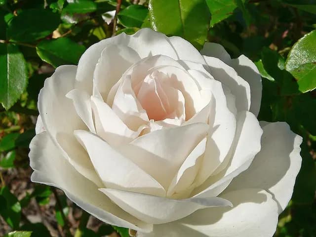 Rosa 'Iceberg' (Rosier Iceberg)
