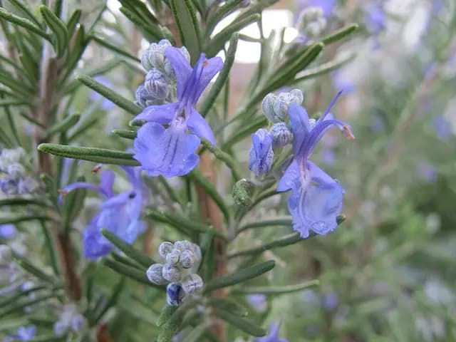 Rosmarinus officinalis (Romarin)