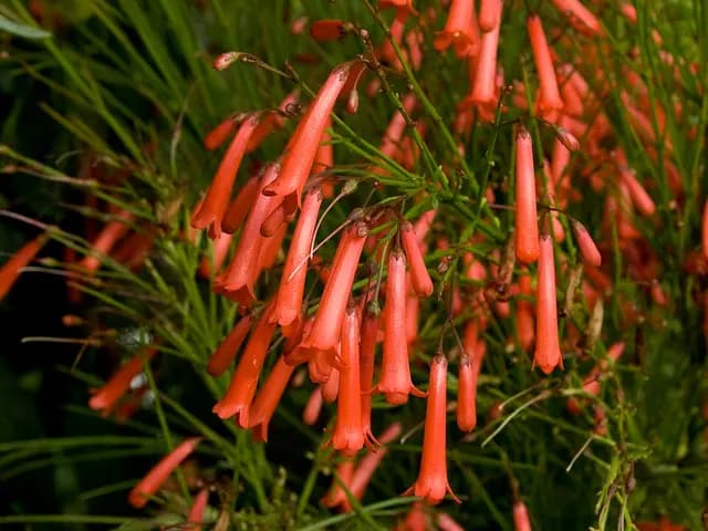 Russelia equisetiformis (Plante corail)