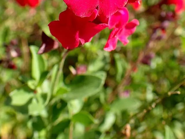 Salvia greggii (Sauge arbustive)