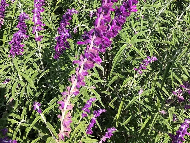 Salvia leucantha (Sauge du Mexique)