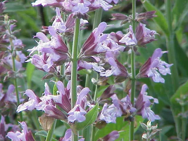 Salvia officinalis (Sauge officinale)