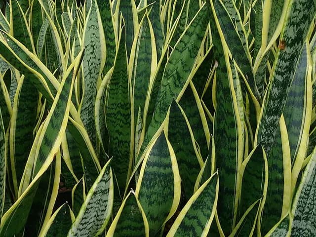 Sansevieria trifasciata (Langue de belle-mère)