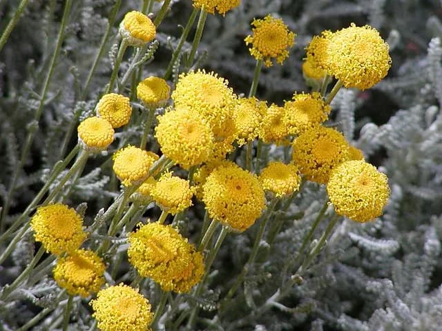 Santolina chamaecyparissus (Santoline)