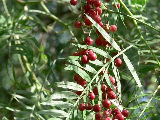 Schinus molle (Faux-poivrier)