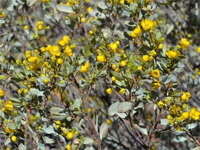 Senna artemisioides (Casse argentée)