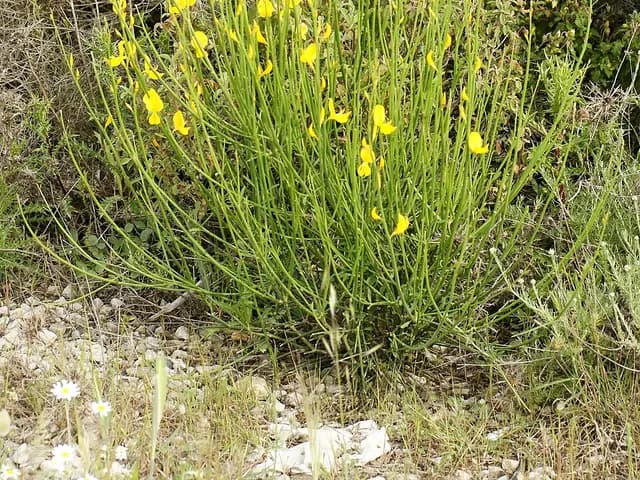 Spartium junceum (Genêt d'Espagne)