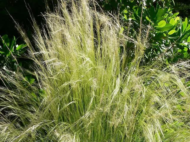 Stipa tenuissima (Cheveux d'ange)