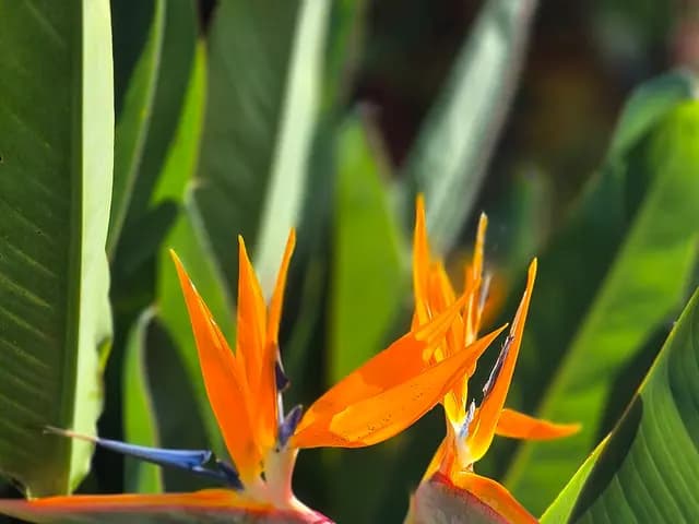 Strelitzia reginae (Oiseau de paradis)