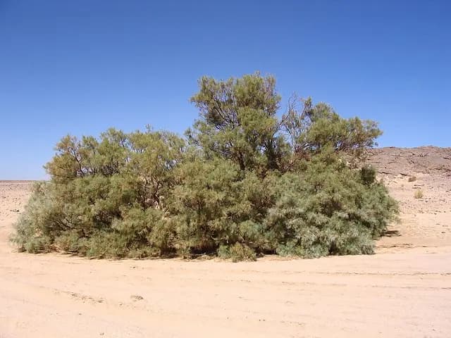 Tamarix aphylla (Tamaris)