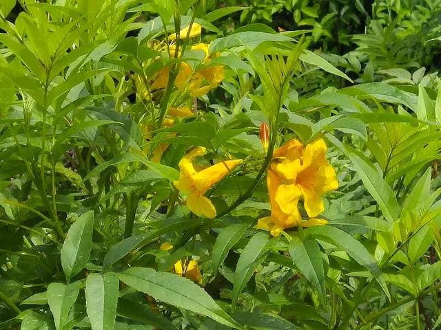 Tecoma stans (Tecoma)