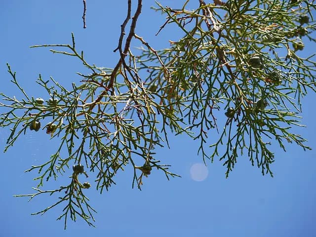 Tetraclinis articulata (Thuya de Berbérie)