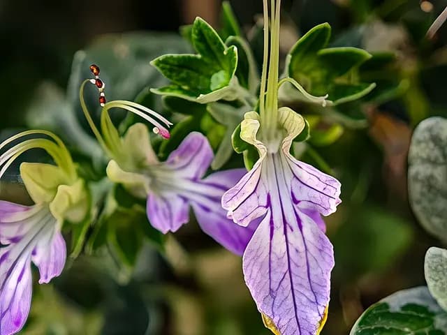 Teucrium fruticans (Germandrée arbustive)