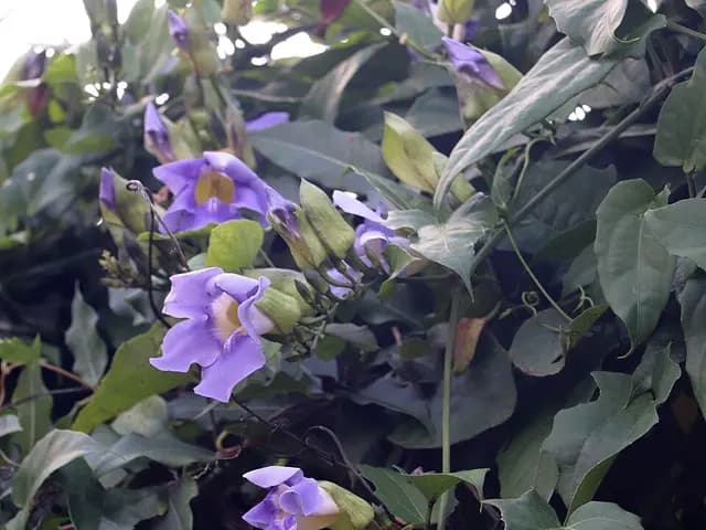 Thunbergia grandiflora (Thunbergia)