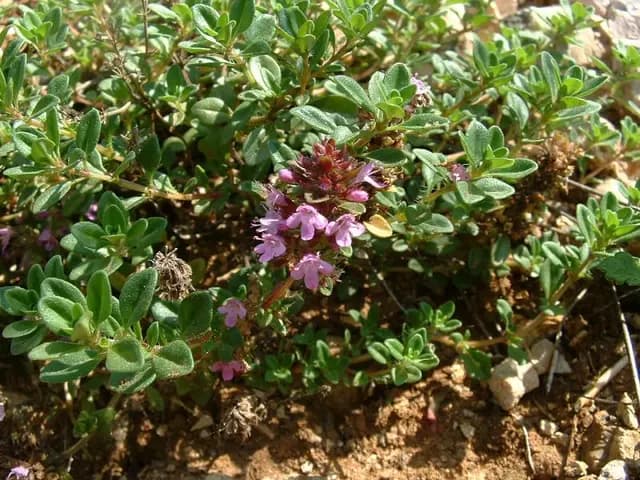 Thymus serpyllum (Serpolet)