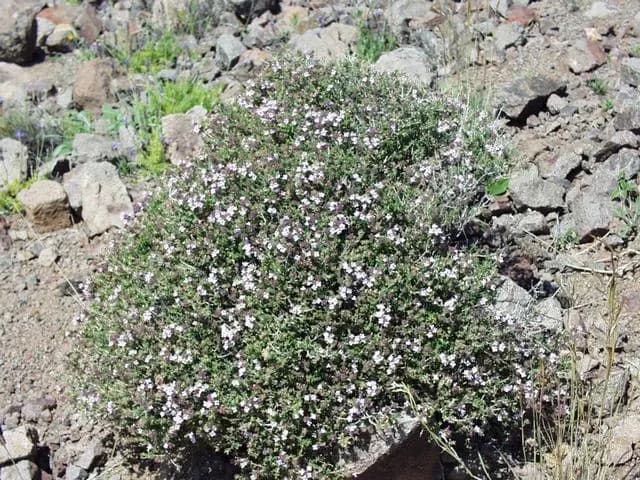 Thymus vulgaris (Thym)