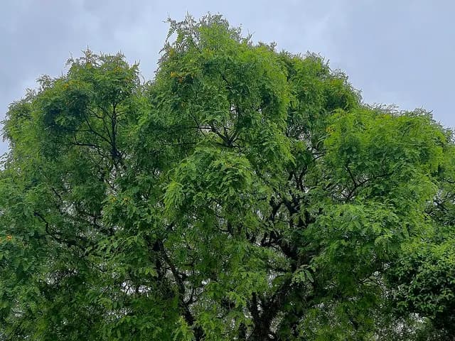 Tipuana tipu (Tipuana)