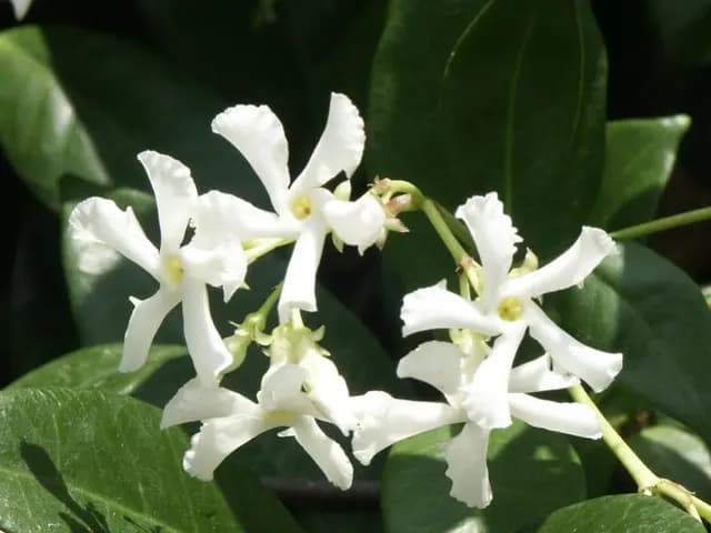 Trachelospermum jasminoides (Jasmin étoilé)