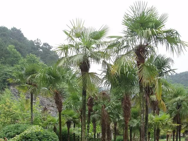 Trachycarpus fortunei (Palmier chanvre)
