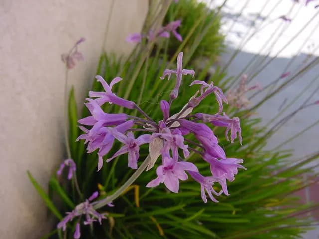Tulbaghia violacea (Ail d'ornement)