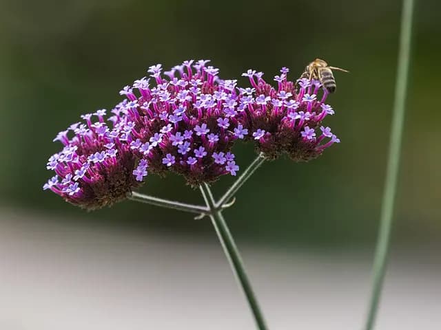 Verbena bonariensis (Verveine de Buenos Aires)