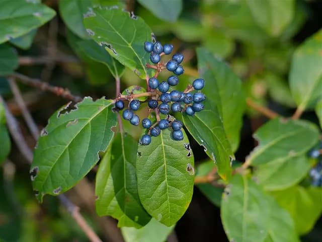 Viburnum tinus (Laurier-tin)