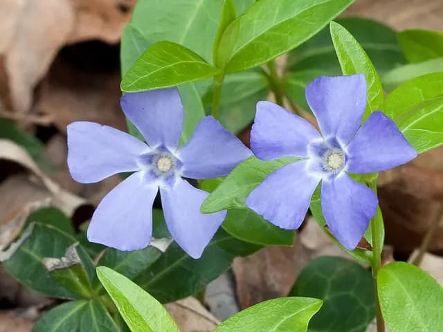 Vinca minor (Petite pervenche)