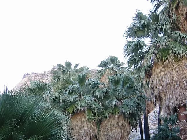 Washingtonia filifera (Palmier de Californie)