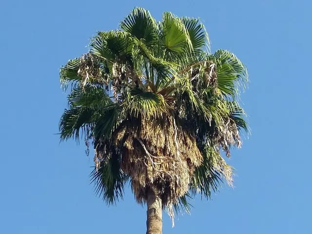 Washingtonia robusta (Washingtonia)