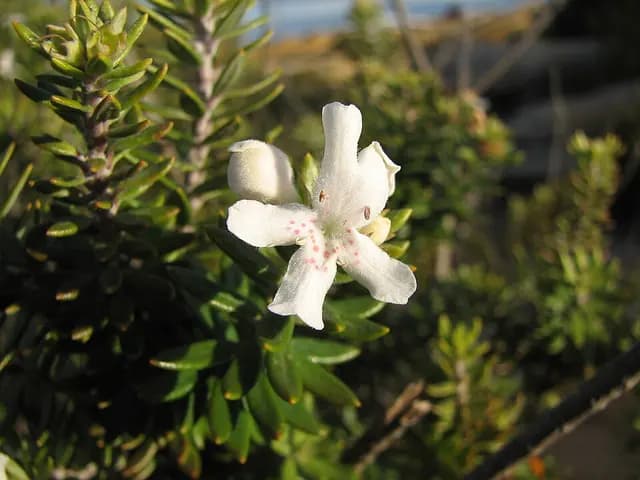 Westringia fruticosa (Romarin d'Australie)