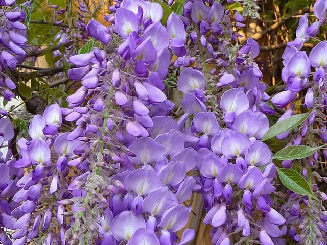 Wisteria sinensis (Glycine)