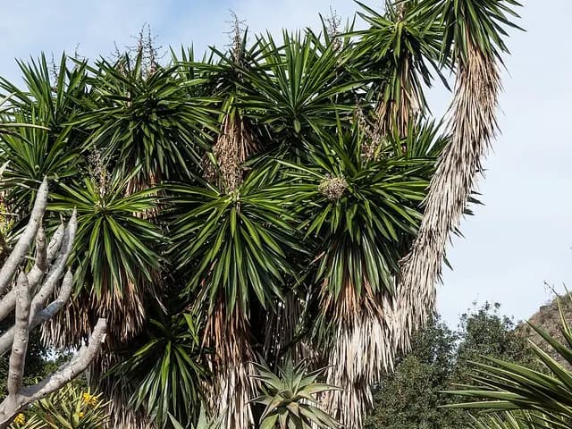 Yucca elephantipes (Yucca pied d'éléphant)