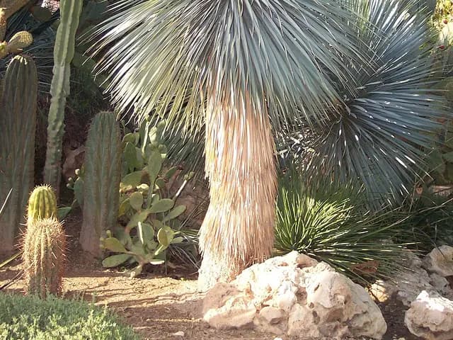 Yucca rostrata (Yucca rostré)