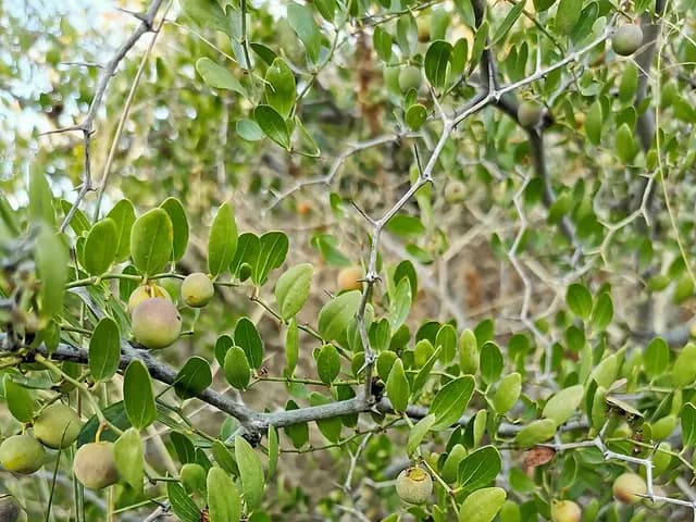 Ziziphus lotus (Jujubier sauvage)