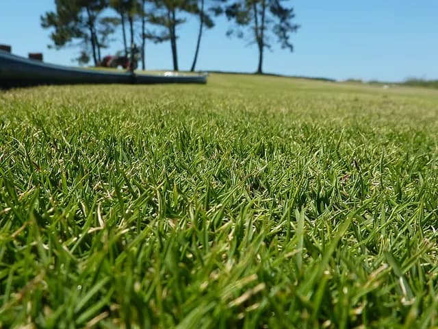 Zoysia tenuifolia (Zoysia (gazon des Mascareignes))